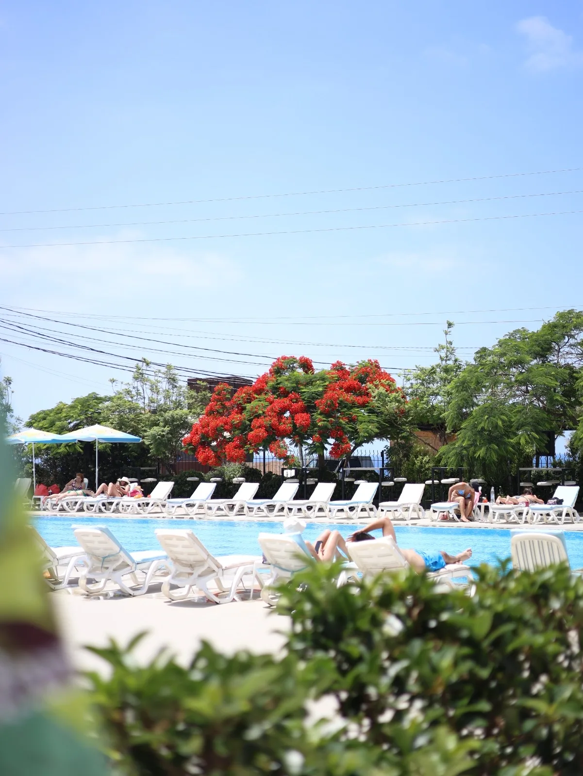 Loungers beside the outdoor pool
